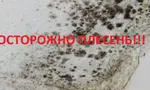 Чёрная плесень в квартире: чем опасна и как избавиться