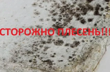 Чёрная плесень в квартире: чем опасна и как избавиться