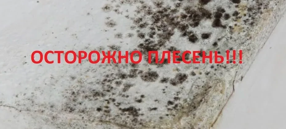 Чёрная плесень в квартире: чем опасна и как избавиться