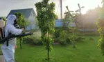 Дезинвазия песочниц: зачем обрабатывают песок
