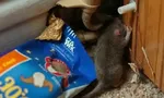 Чем опасны мыши и крысы для человека