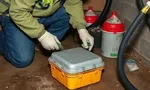 Подвальные блохи: откуда берутся и кто должен травить