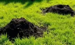 Обработка сада от вредителей весной: сроки и правила