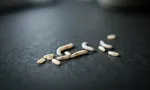 Белые червячки в квартире: кто это и откуда — определитель