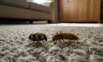 Кожееды в квартире: чем опасны и как выглядят