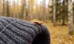 Лосиный клещ (оленья кровососка): чем опасен и как защититься