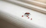 Маленькие красные жучки в квартире: кто это и опасны ли они