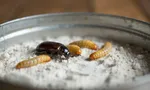 Мучной хрущак: жук в муке и крупах — как выглядит и как избавиться