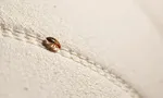 Постельный клоп: прыгает ли, летает и как быстро бегает