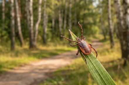 Укус клеща: как выглядит и чем опасен — энцефалит и боррелиоз