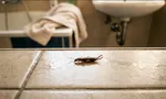 Уховёртка (двухвостка): опасна ли и как избавиться