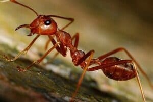 Как и где зимуют муравьи: спят в муравейнике или трудятся?
