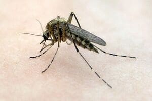 Как происходит дезинсекция от комаров на участке?