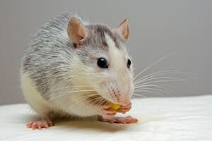 Крысы: польза и вред для человека