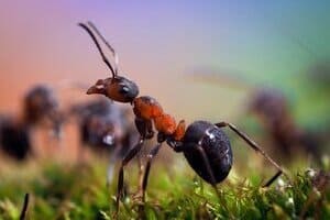 Польза и вред муравьёв