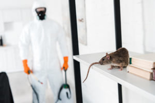 Профессиональные услуги по уничтожение крыс