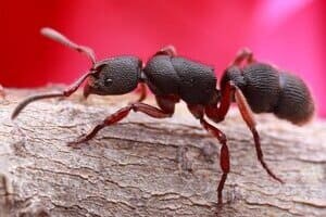 Садовые муравьи – польза или вред для сада и огорода?