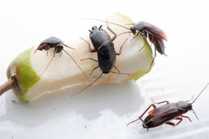 Самые эффективные средства от тараканов