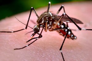 Аллергия на укусы комаров у взрослых и детей