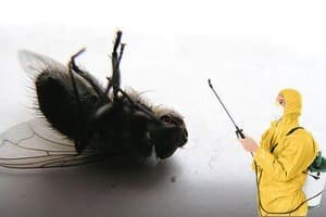 Эффективные методы уничтожения мух