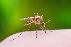 Комары-кровопийцы, чем они опасны?
