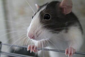 Крысы: какие болезни переносят