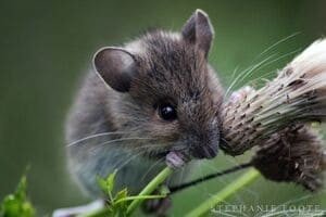 Мыши какие болезни переносят