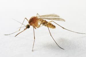 О комарах интересные факты