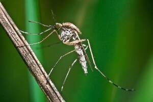 Сколько дней живёт комар в квартире и после укуса?