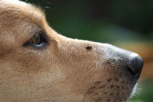 Собаку укусил клещ – что делать, симптомы и лечение
