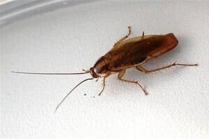 Ультразвуковые отпугиватели тараканов – эффективны ли они?