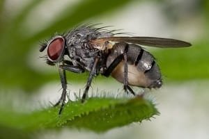 Виды мух и чем опасны человеку?