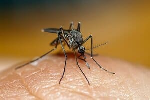 Зачем комары нужны в природе и какую пользу они приносят