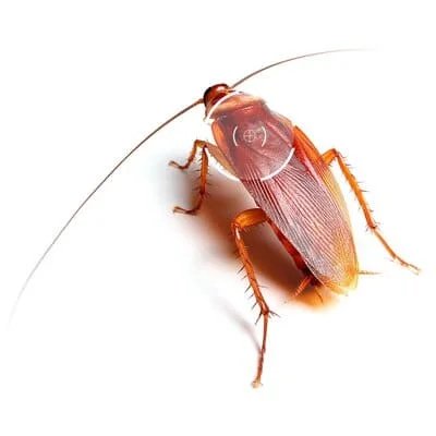 Услуги по уничтожению тараканов профессиональными гелями